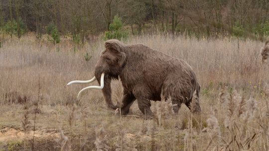 Zrekonstruowano słynnego mamuta z Bzianki