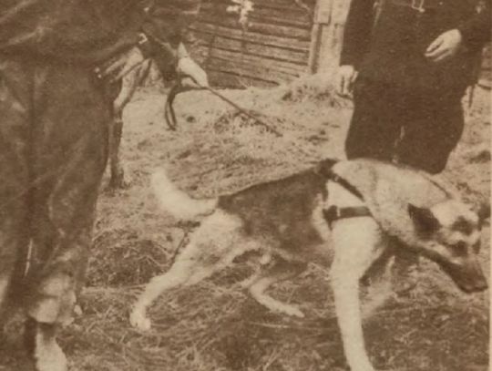 Funio - psi bohater z rzeszowskiej komendy policji