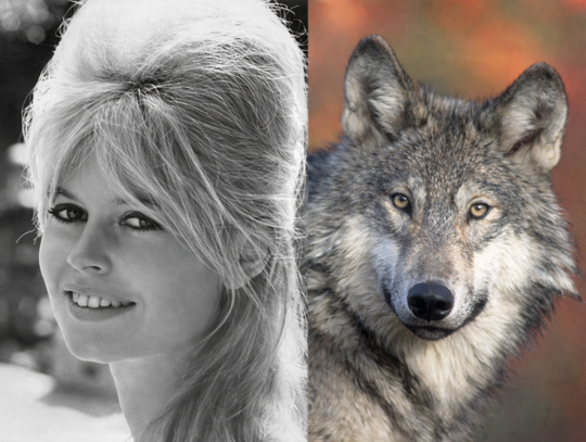 Jak Brigitte Bardote ratowała bieszczadzkie wilki