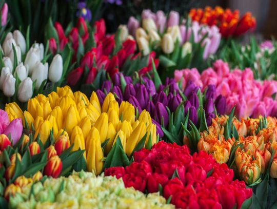 Przewodnik po wyjątkowych odmianach tulipanów