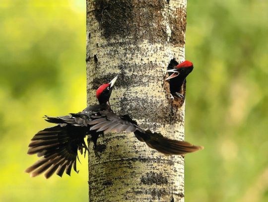 I Nagroda - Jarosław Klej z Sokółki za fotografię Powrót taty