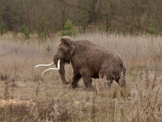 Zrekonstruowano słynnego mamuta z Bzianki