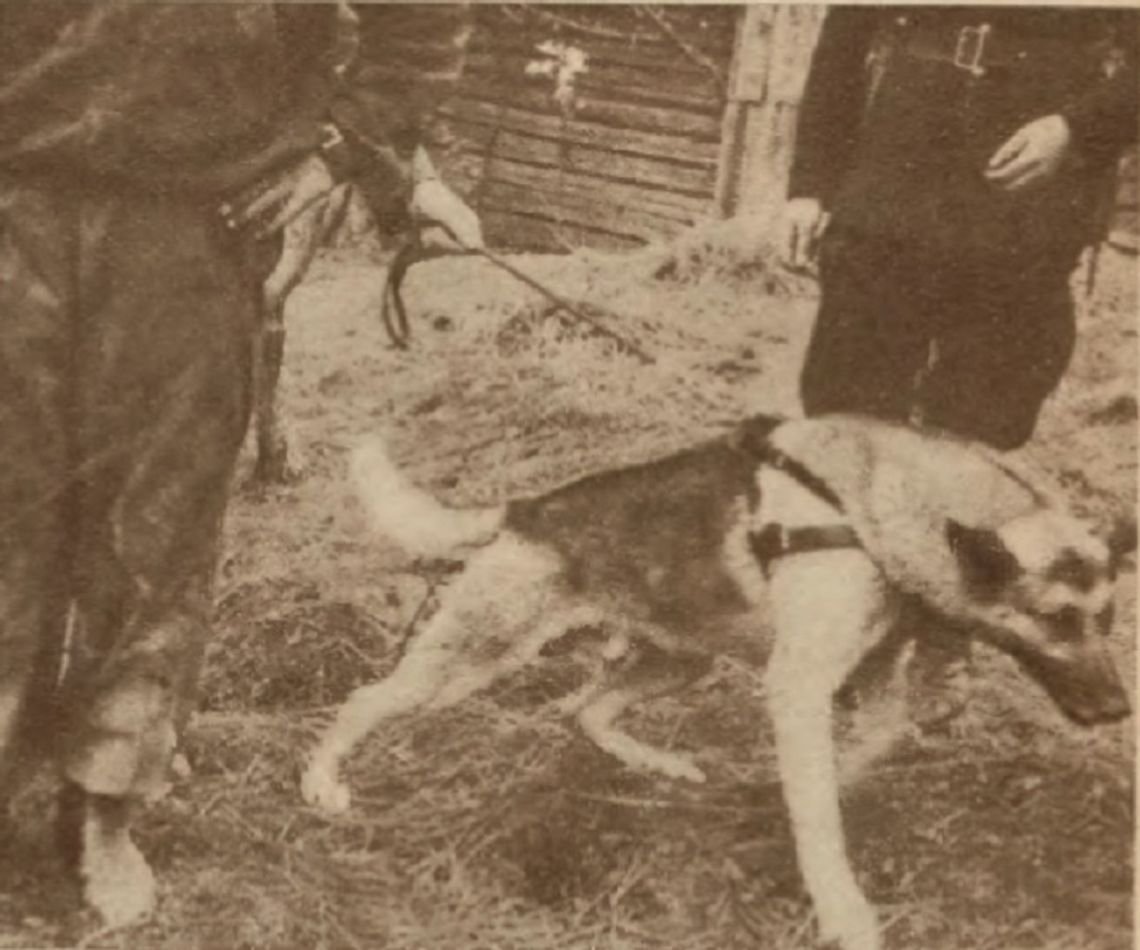 Funio - psi bohater z rzeszowskiej komendy policji