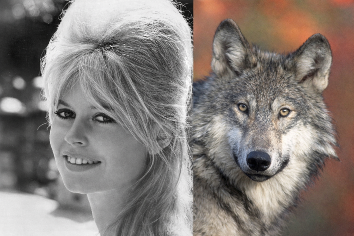 Jak Brigitte Bardote ratowała bieszczadzkie wilki Jak Brigitte Bardote ratowała bieszczadzkie wilki