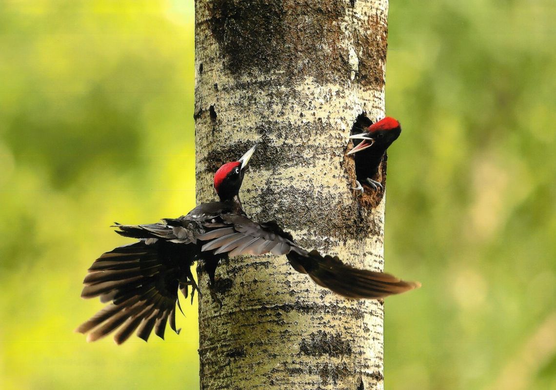 Rozstrzygnięta jubileuszowa XXV edycja konkursu „Leśne Fotografie” I Nagroda - Jarosław Klej z Sokółki za fotografię Powrót taty