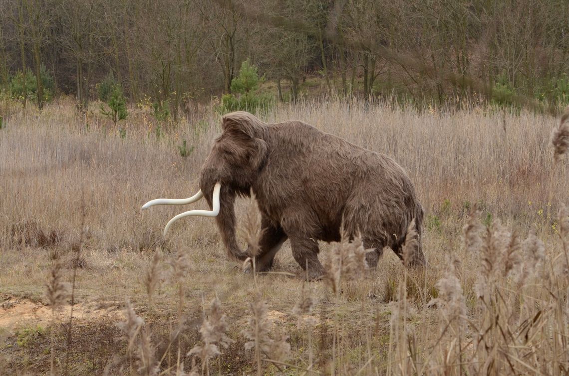 Zrekonstruowano słynnego mamuta z Bzianki Zrekonstruowano słynnego mamuta z Bzianki