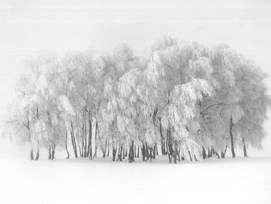 III Nagroda - Mirosław Kwolek z Nowego Sącza za fotografię Milczenie brzóz III Nagroda - Mirosław Kwolek z Nowego Sącza za fotografię Milczenie brzóz