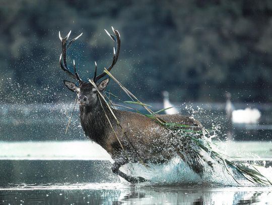 Nagroda Specjalna Dyrektora Ośrodka Kultury Leśnej w Gołuchowie - Magdalena Szmania z Wałbrzycha za zdjęcie pt. Jeleń król lasu Nagroda Specjalna Dyrektora Ośrodka Kultury Leśnej w Gołuchowie - Magdalena Szmania z Wałbrzycha za zdjęcie pt. Jeleń król lasu